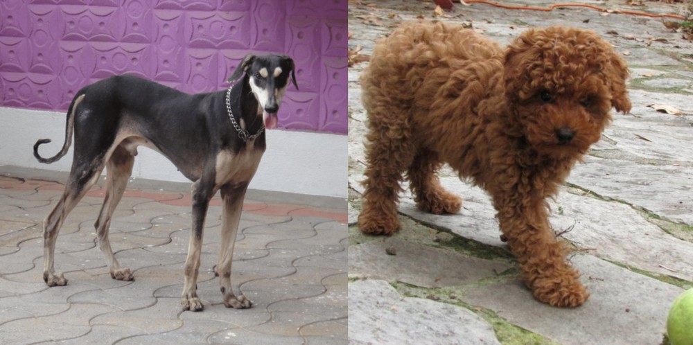 Toy Poodle vs Kanni - Breed Comparison