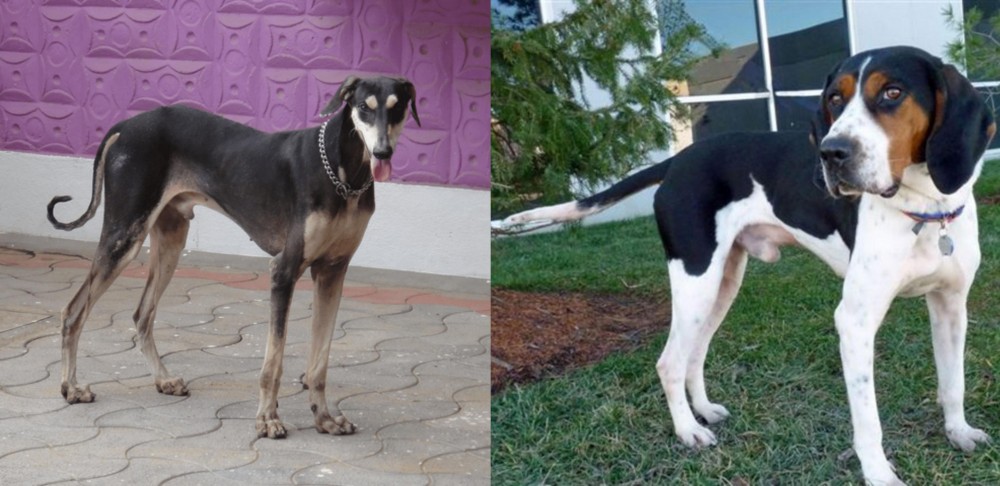 Treeing Walker Coonhound vs Kanni - Breed Comparison