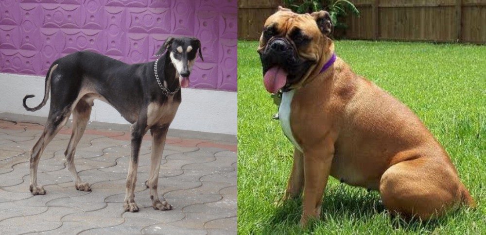 Valley Bulldog vs Kanni - Breed Comparison