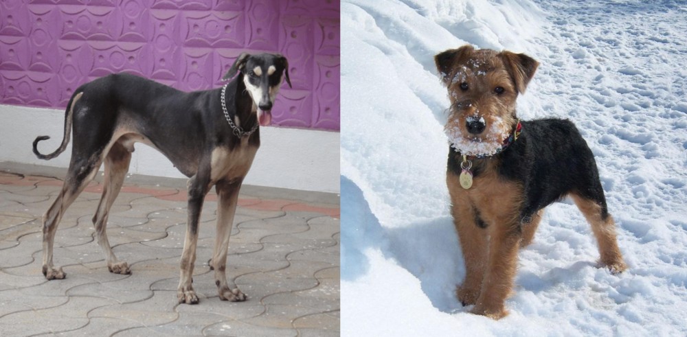 Welsh Terrier vs Kanni - Breed Comparison