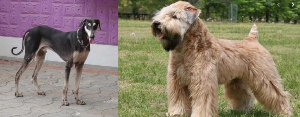 Wheaten Terrier vs Kanni - Breed Comparison