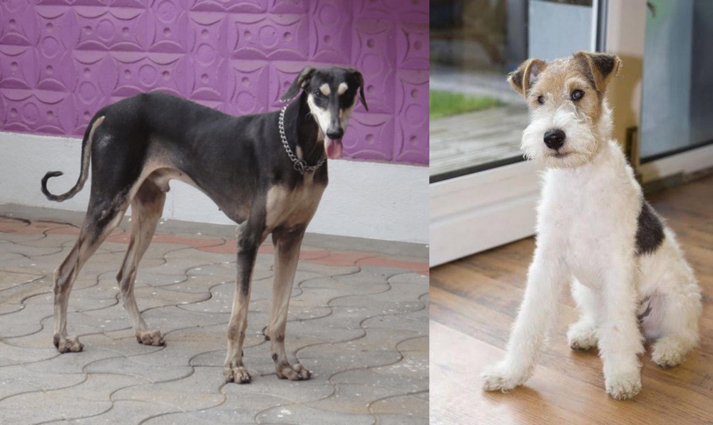 Wire Fox Terrier vs Kanni - Breed Comparison