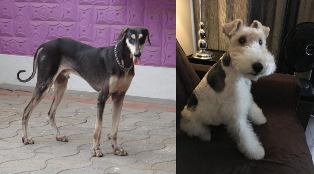 Wire Haired Fox Terrier vs Kanni - Breed Comparison