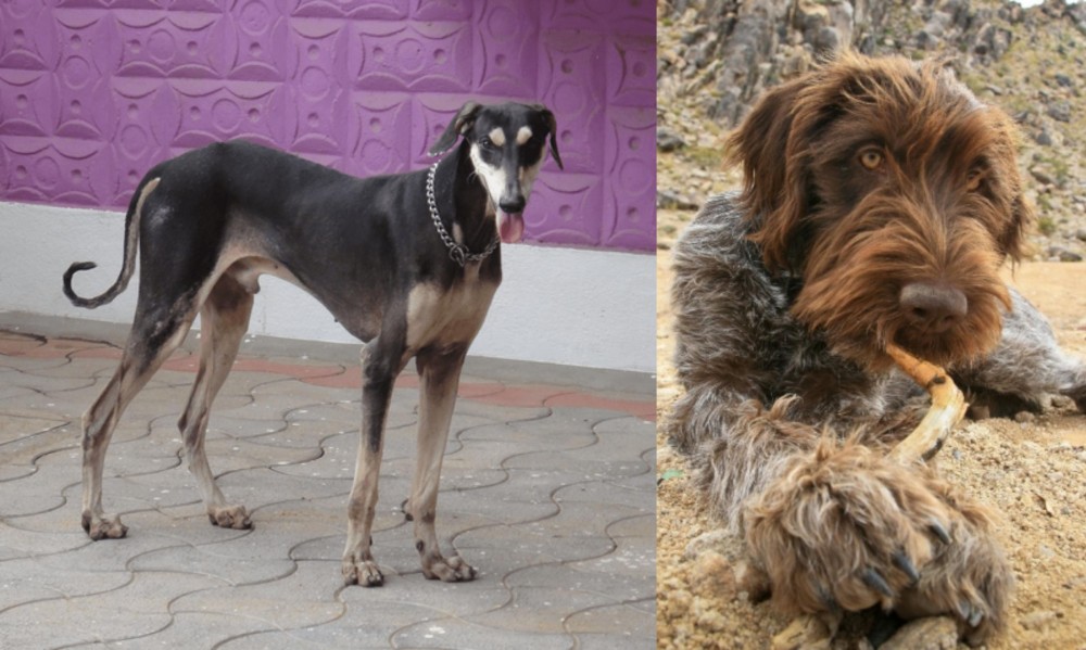 Wirehaired Pointing Griffon vs Kanni - Breed Comparison