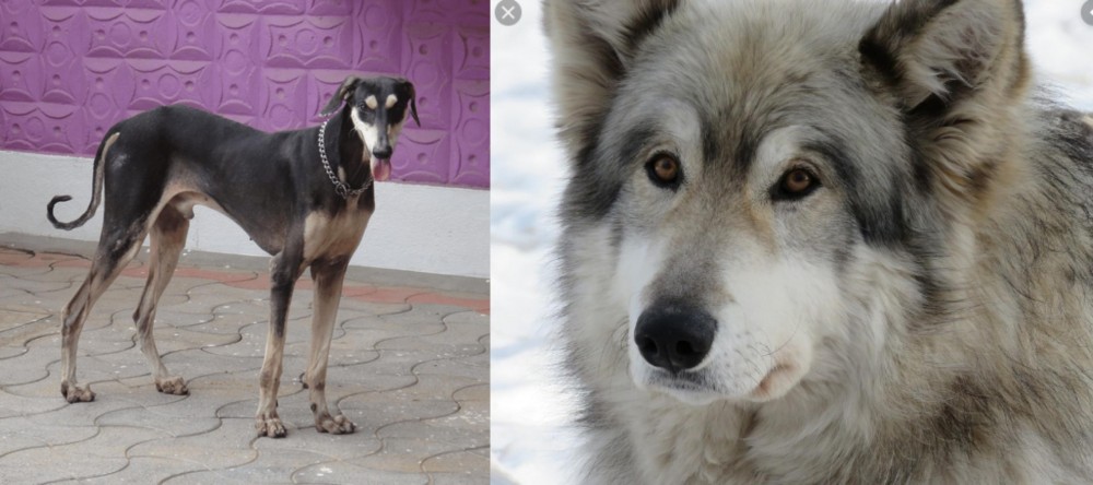 Wolfdog vs Kanni - Breed Comparison