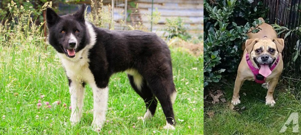 Beabull vs Karelian Bear Dog - Breed Comparison
