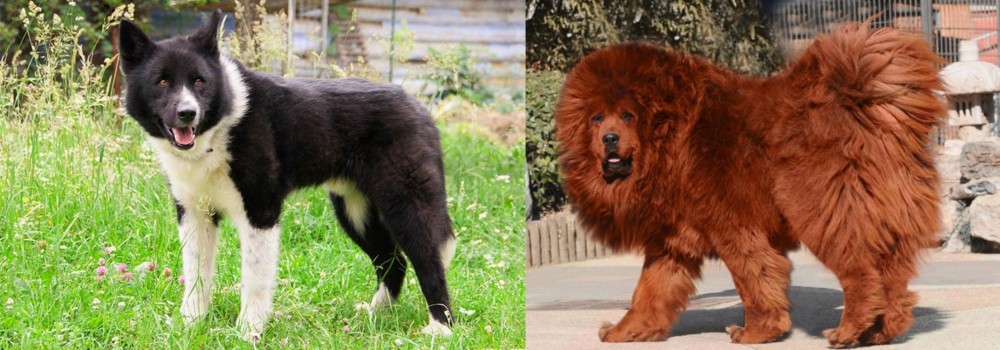 Himalayan Mastiff vs Karelian Bear Dog - Breed Comparison