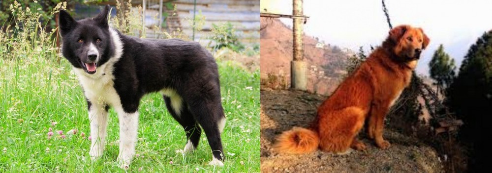 Himalayan Sheepdog vs Karelian Bear Dog - Breed Comparison