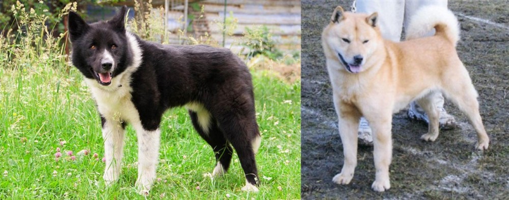 Hokkaido vs Karelian Bear Dog - Breed Comparison