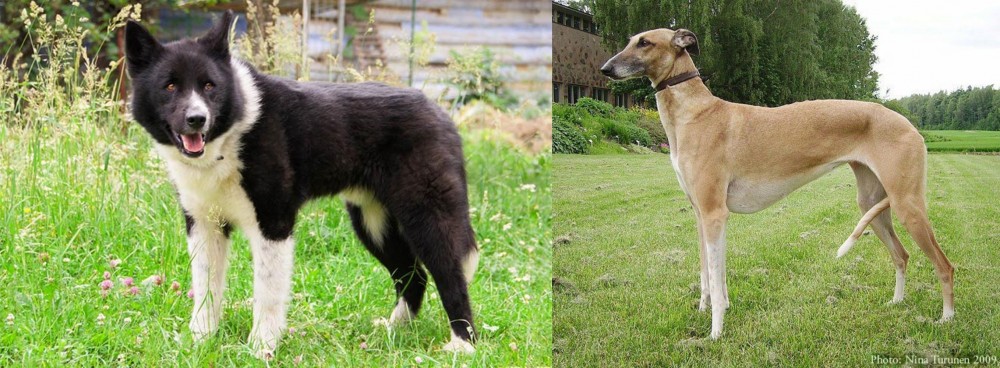 Hortaya Borzaya vs Karelian Bear Dog - Breed Comparison