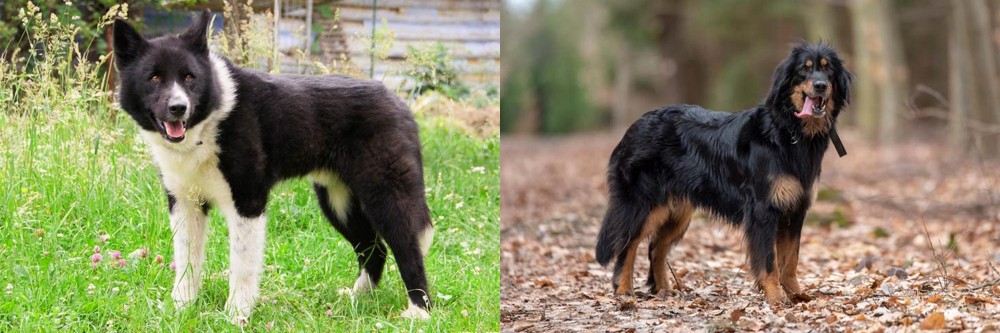 Hovawart vs Karelian Bear Dog - Breed Comparison