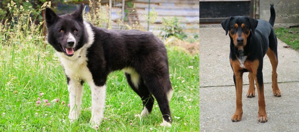 Hungarian Hound vs Karelian Bear Dog - Breed Comparison