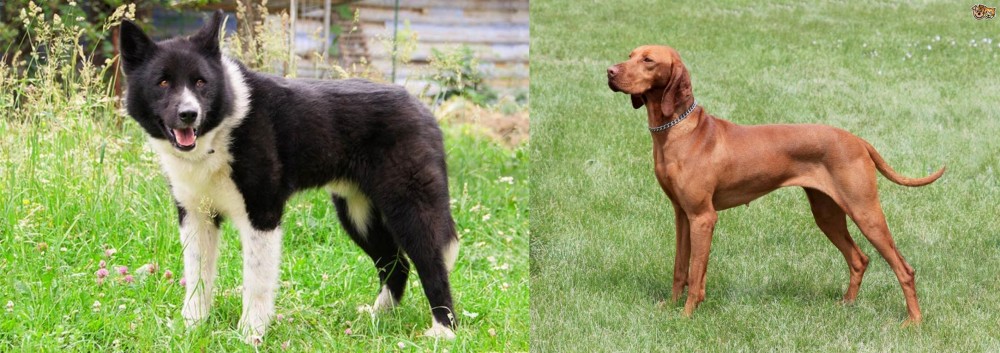 Hungarian Vizsla vs Karelian Bear Dog - Breed Comparison