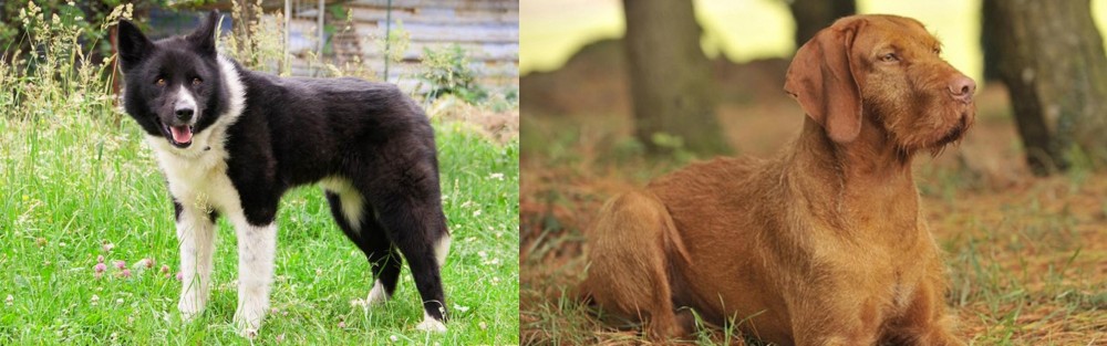 Hungarian Wirehaired Vizsla vs Karelian Bear Dog - Breed Comparison