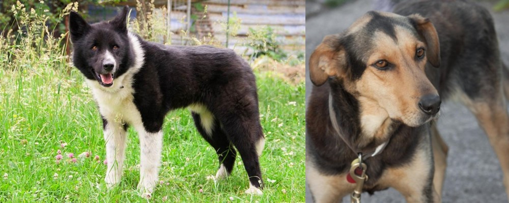Huntaway vs Karelian Bear Dog - Breed Comparison