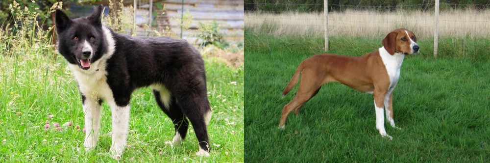 Hygenhund vs Karelian Bear Dog - Breed Comparison
