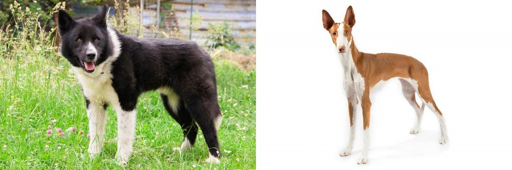 Ibizan Hound vs Karelian Bear Dog - Breed Comparison