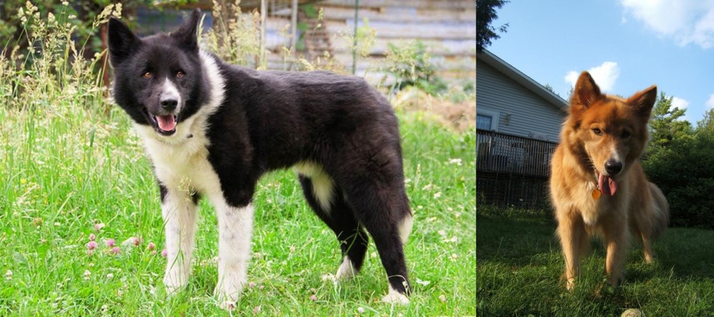 Karelo-Finnish Laika vs Karelian Bear Dog - Breed Comparison