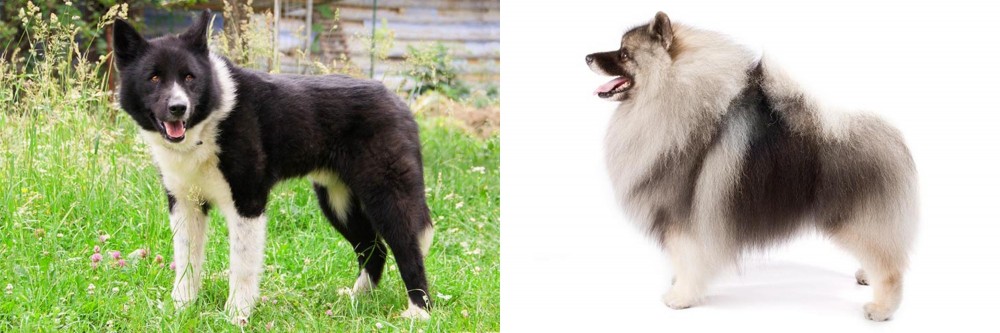 Keeshond vs Karelian Bear Dog - Breed Comparison