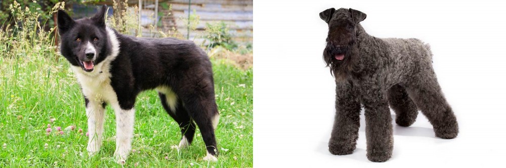 Kerry Blue Terrier vs Karelian Bear Dog - Breed Comparison