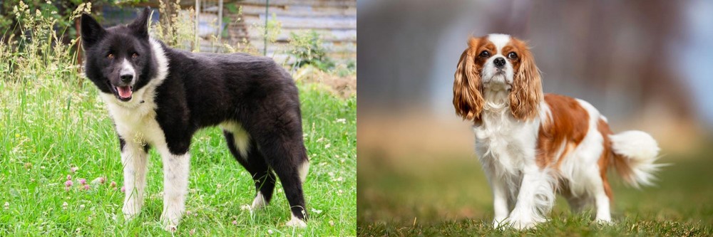King Charles Spaniel vs Karelian Bear Dog - Breed Comparison