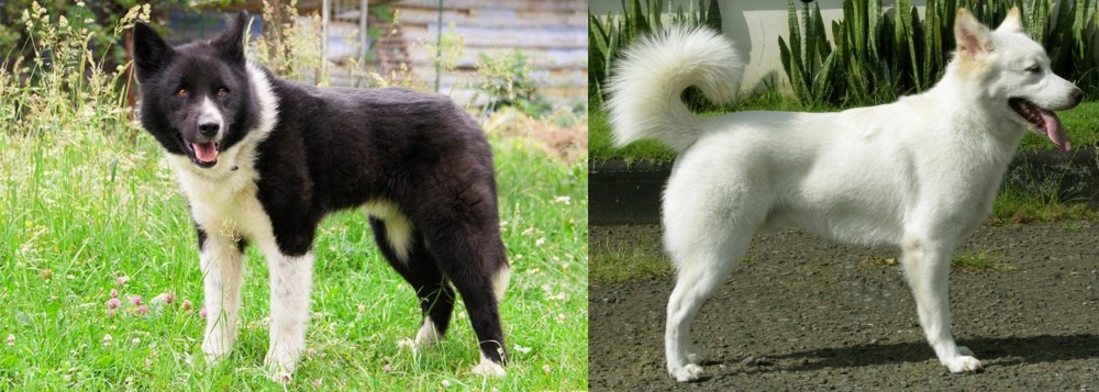 Kintamani vs Karelian Bear Dog - Breed Comparison