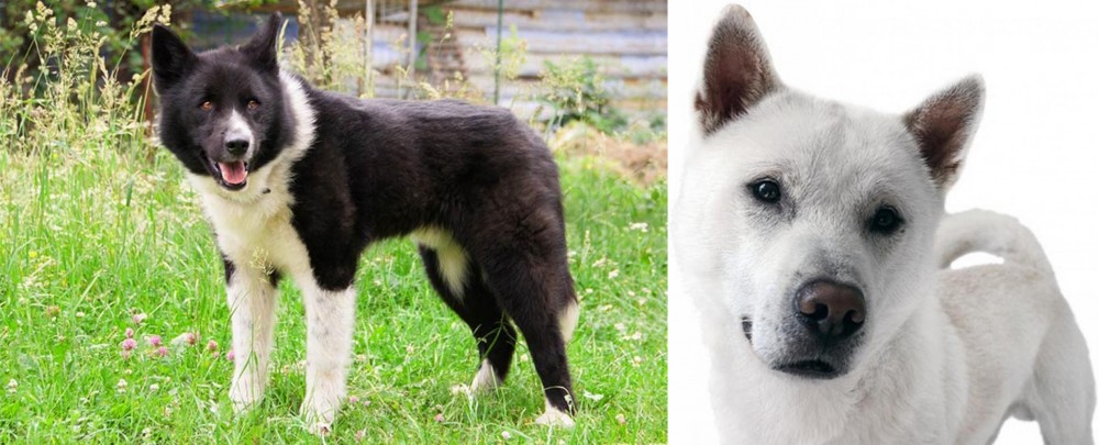 Kishu vs Karelian Bear Dog - Breed Comparison
