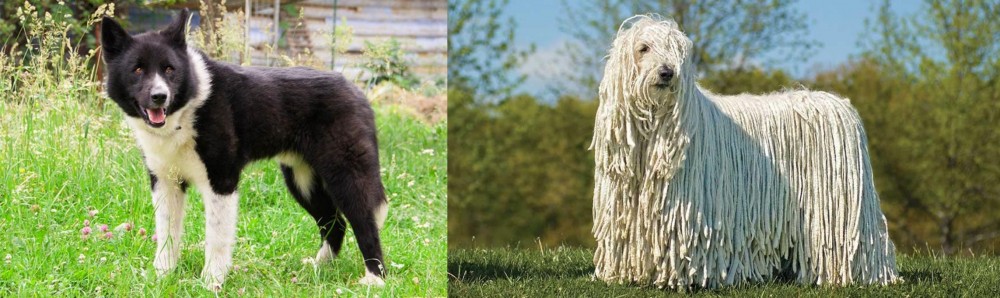 Komondor vs Karelian Bear Dog - Breed Comparison