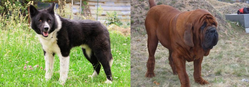Korean Mastiff vs Karelian Bear Dog - Breed Comparison
