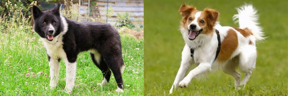 Kromfohrlander vs Karelian Bear Dog - Breed Comparison