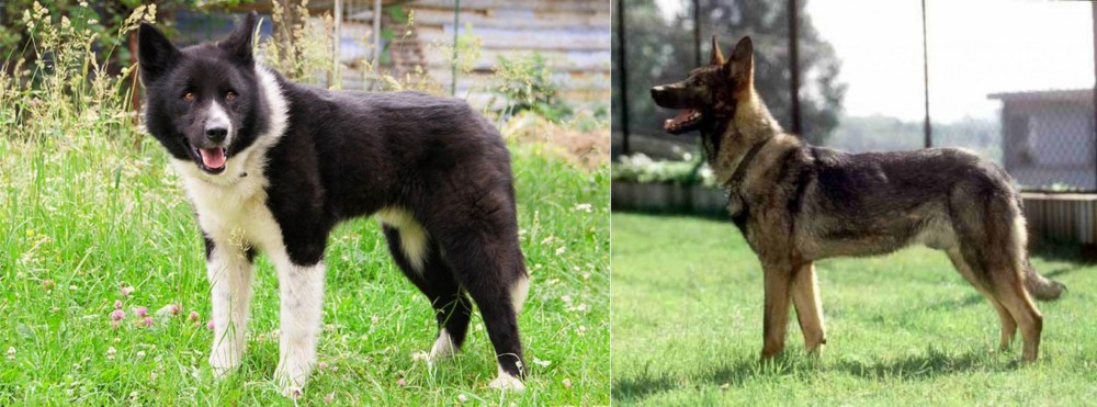 Kunming Dog vs Karelian Bear Dog - Breed Comparison
