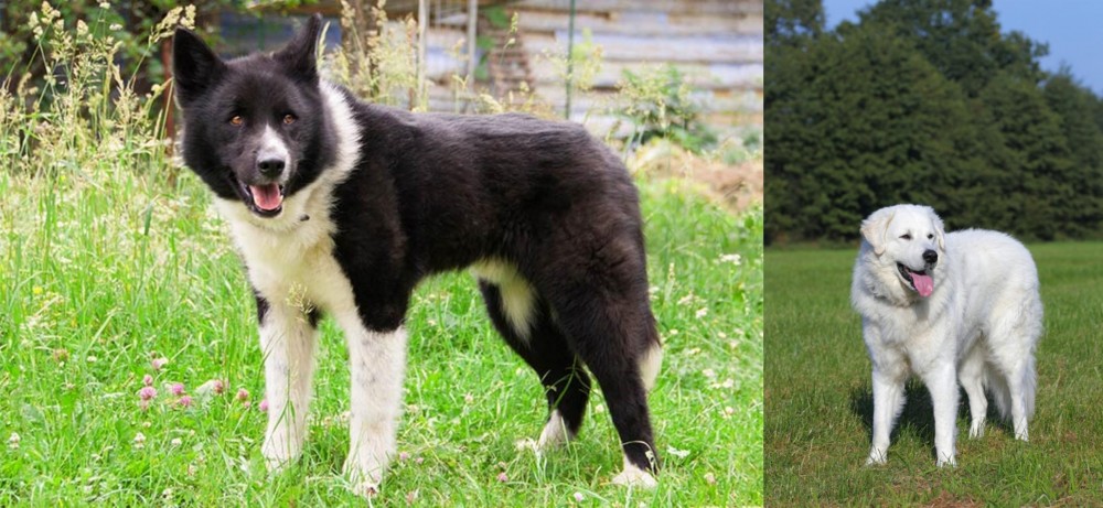 Kuvasz vs Karelian Bear Dog - Breed Comparison