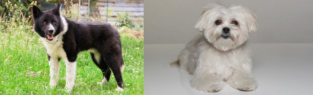 Kyi-Leo vs Karelian Bear Dog - Breed Comparison