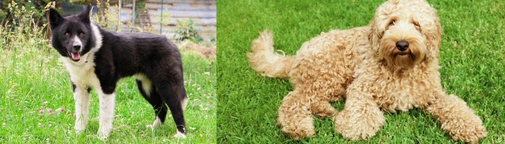 Labradoodle vs Karelian Bear Dog - Breed Comparison