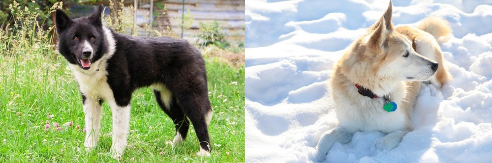 Labrador Husky vs Karelian Bear Dog - Breed Comparison