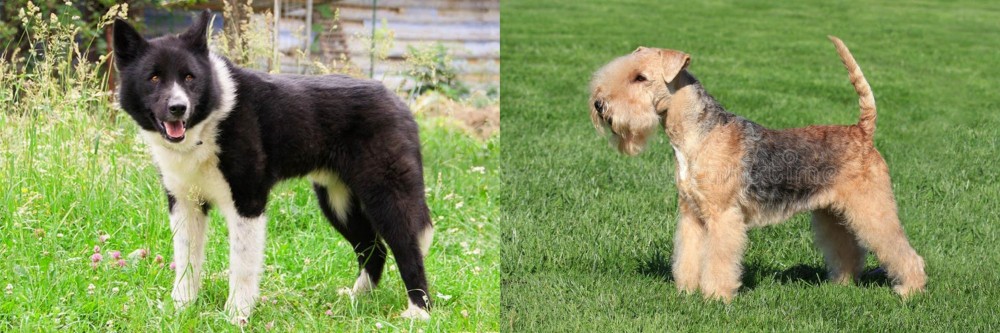 Lakeland Terrier vs Karelian Bear Dog - Breed Comparison