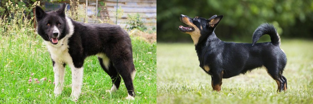 Lancashire Heeler vs Karelian Bear Dog - Breed Comparison