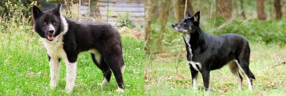 Lapponian Herder vs Karelian Bear Dog - Breed Comparison