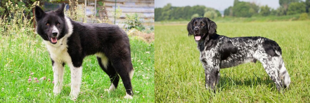 Large Munsterlander vs Karelian Bear Dog - Breed Comparison