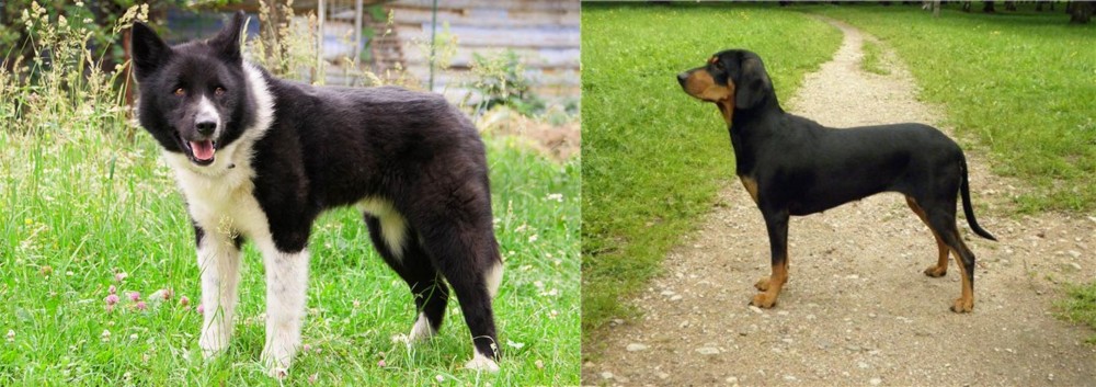 Latvian Hound vs Karelian Bear Dog - Breed Comparison