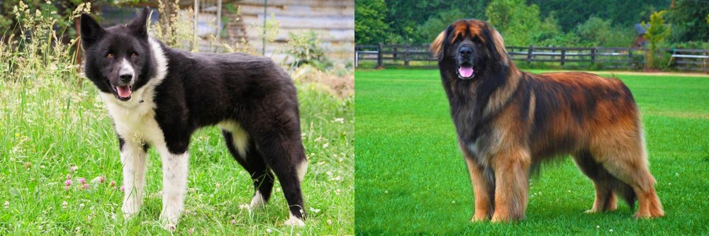 Leonberger vs Karelian Bear Dog - Breed Comparison
