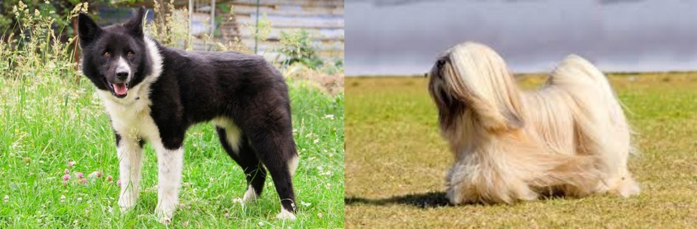 Lhasa Apso vs Karelian Bear Dog - Breed Comparison