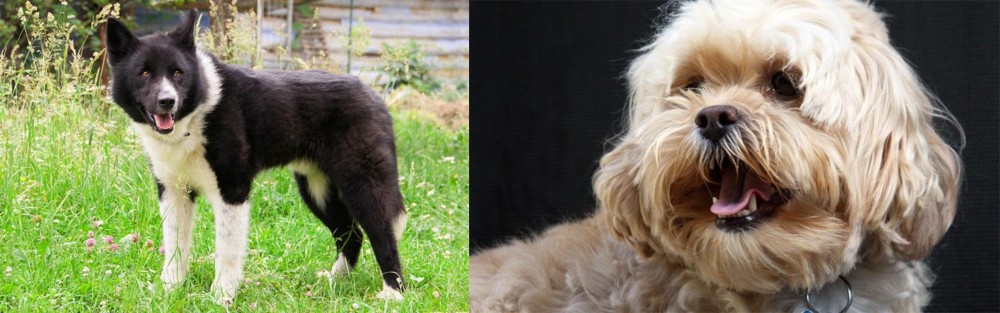 Lhasapoo vs Karelian Bear Dog - Breed Comparison