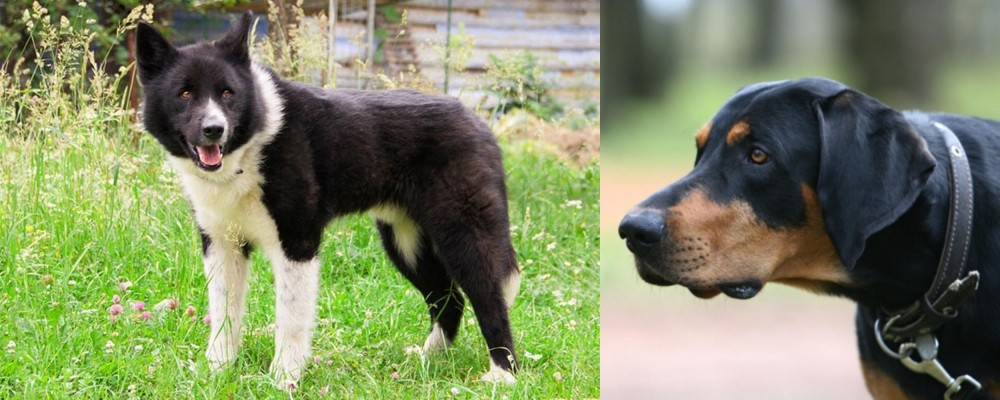 Lithuanian Hound vs Karelian Bear Dog - Breed Comparison