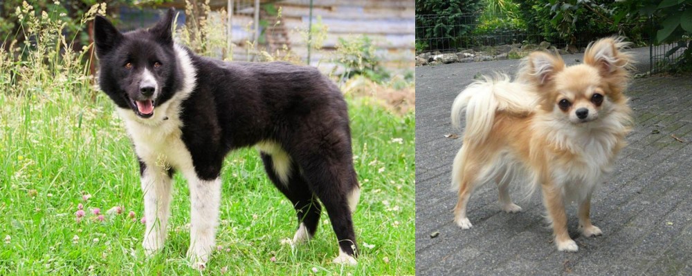 Long Haired Chihuahua vs Karelian Bear Dog - Breed Comparison
