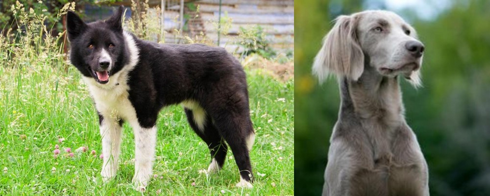 Longhaired Weimaraner vs Karelian Bear Dog - Breed Comparison