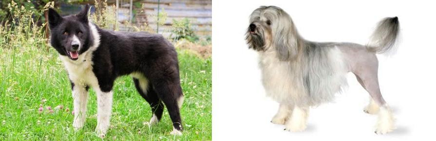 Lowchen vs Karelian Bear Dog - Breed Comparison
