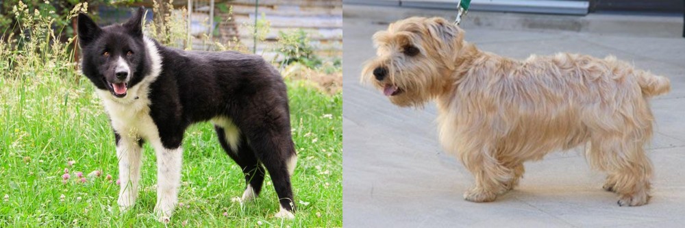 Lucas Terrier vs Karelian Bear Dog - Breed Comparison