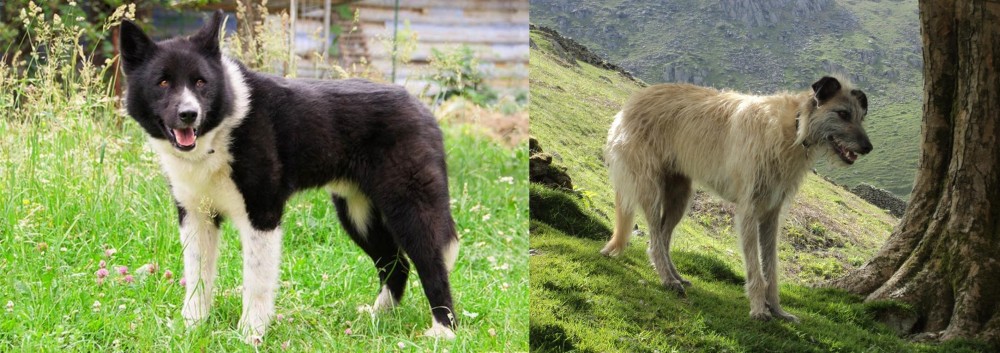 Lurcher vs Karelian Bear Dog - Breed Comparison
