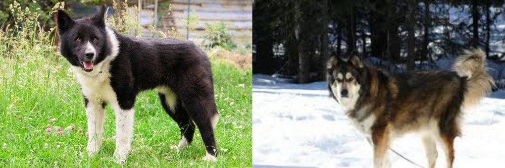 Mackenzie River Husky vs Karelian Bear Dog - Breed Comparison